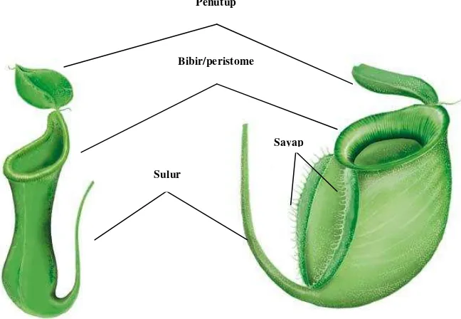 Gambar 1.Struktur Dasar Nepenthes 