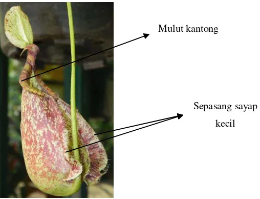 Gambar 4.Bentuk Kantong Nepenthes rafflesiana 