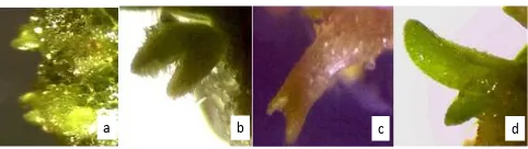 Gambar 2. Tahapan somatik embriogenesis pada perlakuan BAP 2,5 ppm dan IAA 0,2 ppm. (a)tahap grobuler; (b) hati; (c) torpedo; dan (d) planlet