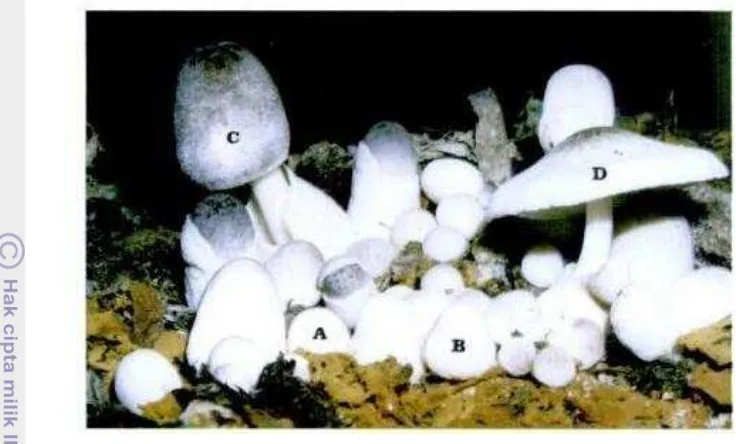 Gambar 1 Fase perkembangan jamur merang, yaitu (A) fase kancing, (B) fase 
