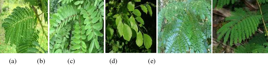 Fig. 3 Leaves of Fabaceae species in Samin watershed: (a) Delonix regia; (b) Cassia siamea; (c) Dalbergia latifolia; (d) Samanea saman; and (e) Albizzia falcata 