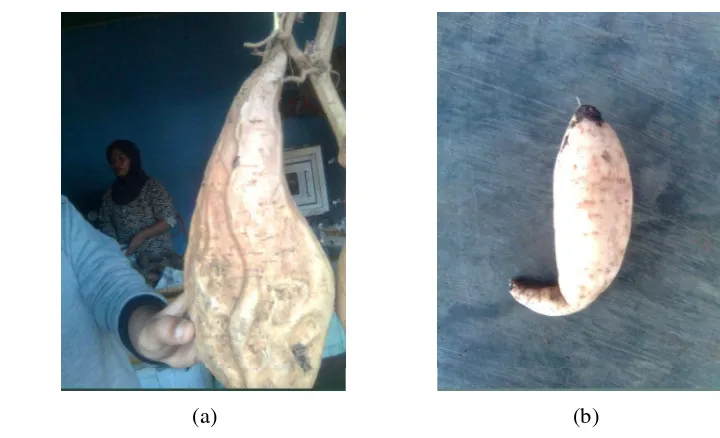 Gambar 1. Lahan penanaman ubi Cilembu (a) di Cilembu, (b) di Bogor. 