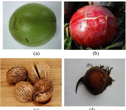 Gambar 17. Buah bintaro (a) buah bintaro muda (b) buah bintaro tua (c)  mesokarp (d) endocarp