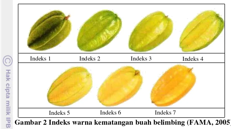 Gambar 2 Indeks warna kematangan buah belimbing (FAMA, 2005) 