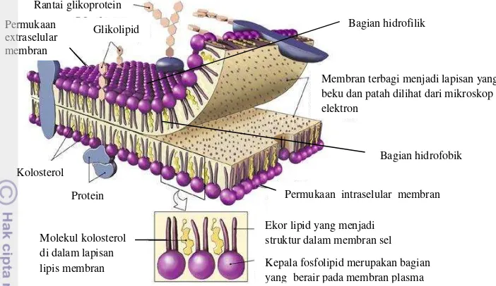 Gambar 4 Struktur Membran plasma (Cummings, 2007) 