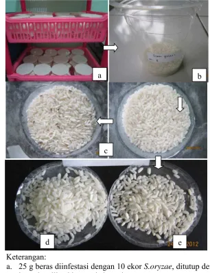 Gambar 7. Proses penelitian screening varietas beras seri II 