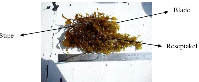 Gambar 2. Morfologi  Sargassum crassifolium yang diambil dari Pulau Pari, Kepulauan Seribu 