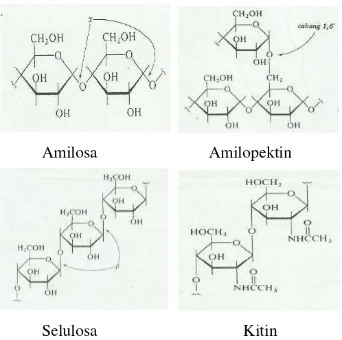 Gambar 9. Struktur kimia polisakarida jenis amilosa, amilopektin, selulosa, dan  kitin 