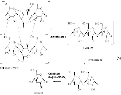 Gambar 12. Tahapan proses hidrolisis enzim polisakarida menjadi monosakarida 