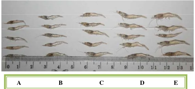 Gambar 3. Ukuran post-larva udang vaname yang direndam dengan hormonpertumbuhan rekombinan ikan kerapu kertang (rjam dengan frekuensi perendaman satu kali