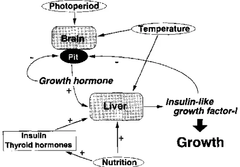 Gambar 4. Mekanisme kerja hormon pertumbuhan dan IGF-1 pada ikan(Moriyama dan Kawauchi 2001).