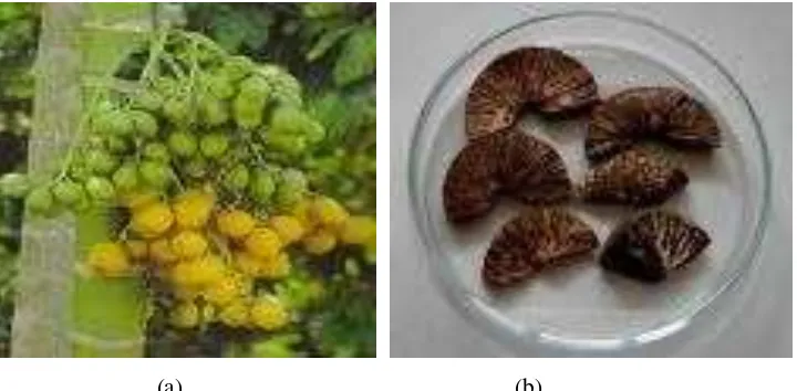 Gambar 2.1 (a) dan (b)  biji buah pinang (Depkes RI, 1989) 