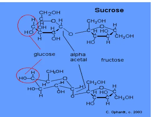 Gambar 2.3 Struktur kimia sukrosa (Ophardt, 2003) 