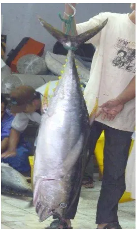 Gambar 10 Pengukuran berat Yellowfin Tuna 