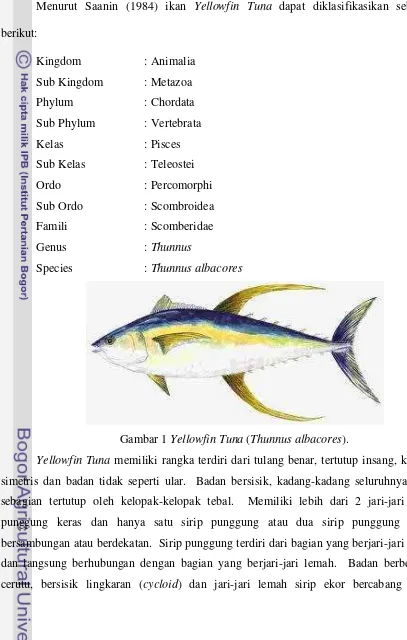 Gambar 1 Yellowfin Tuna (Thunnus albacores). 