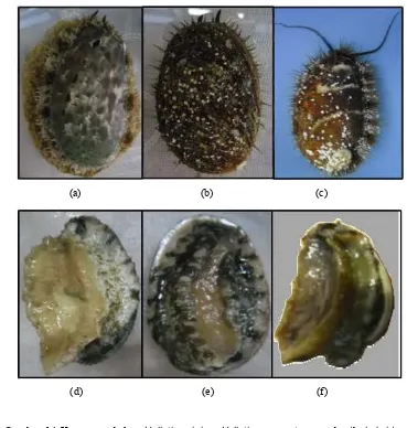 Gambar  14  Keragaan  abalon  Haliotis  asinina,  Haliotis  squamata,  serta  benih  hybrid 