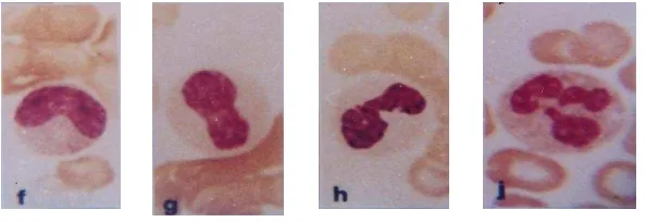 Gambar 2.3 Deret neutrofil. f-g menunjukkan stab neutrofil, intinya seperti batang, lurus atau         bengkok, kromatinnya kasar