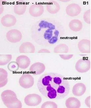 Gambar 2.4 Gambaran mikroskopis neutrofil (Fakrizal, 2009) 