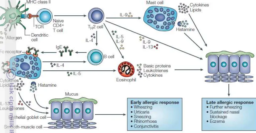 Gambar 4 Mekanisme alergi (Hawrylowicz dan O’Garra 2005) 