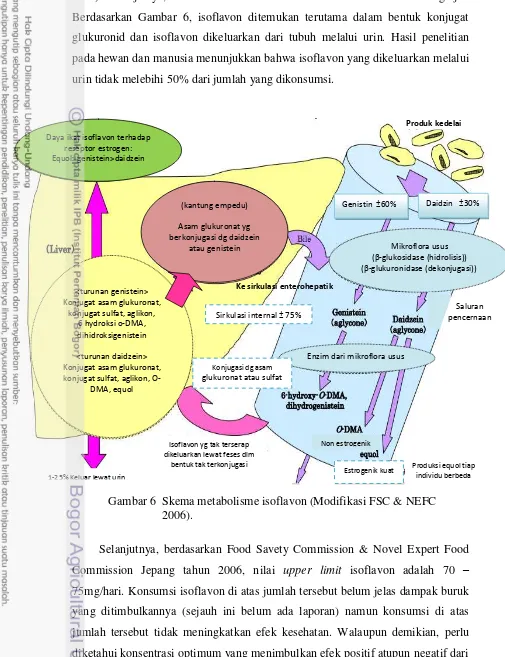 Gambar 6  Skema metabolisme isoflavon (Modifikasi FSC & NEFC  