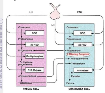 Gambar 7  Biosintesis estrogen (Modifikasi Griffin & Ojeda 1992). 