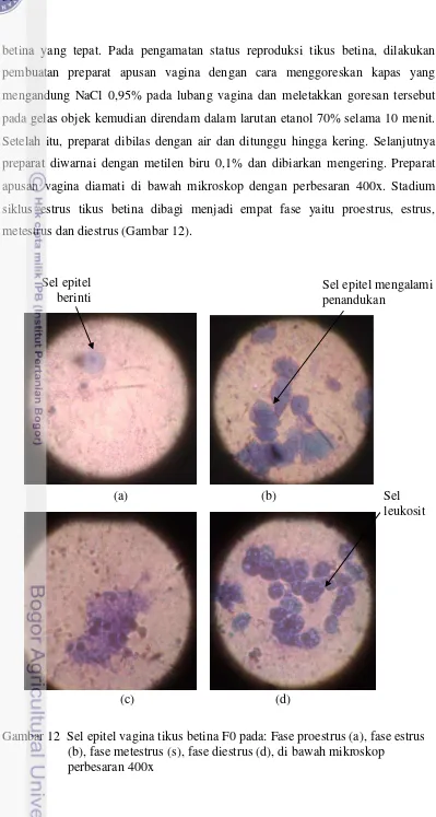 Gambar 12  Sel epitel vagina tikus betina F0 pada: Fase proestrus (a), fase estrus  