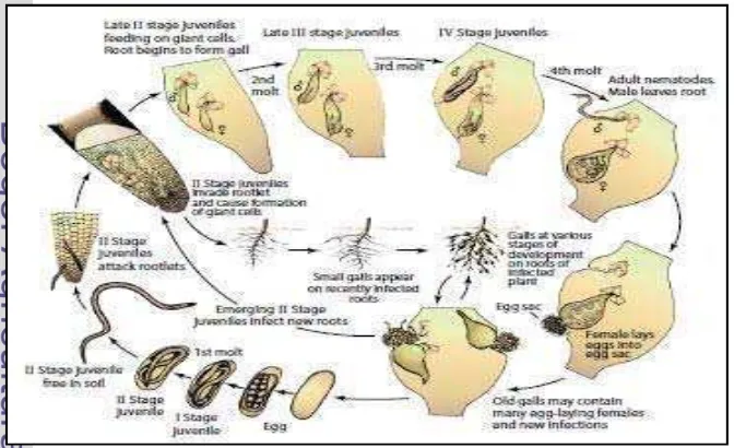 Gambar 2  Siklus penyakit yang disebabkan oleh NPA (Sumber: Agrios 2005) 