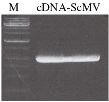 Gambar 1.Visualisasi cDNA coat protein pada gel agarose elektroforesis hasil RT-PCR menggunakan sampel total RNA daun tebu terinfeksi SCMV dan primer spesifik