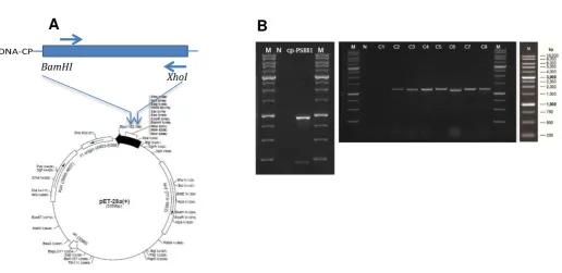 Gambar 4. Konstruksi cDNA coat protein pada vektor ekspresi pET28a (A) dan konfirmasi keberhasilan konstruksi dengan PCR koloni (B)