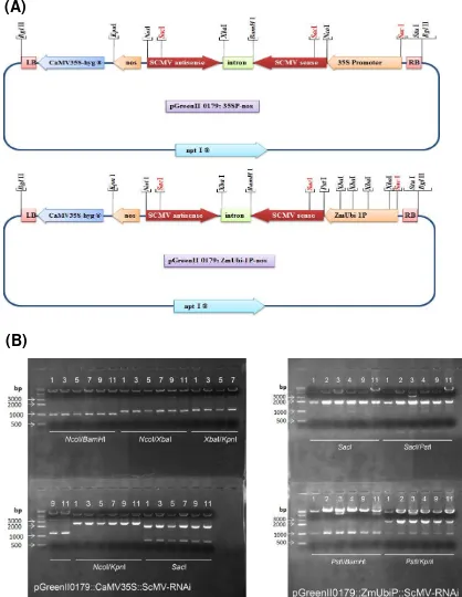 Gambar 6. Konstruksi cDNA coat protein pada vektor ekspresi pGreenII (A) dan pemisahan DNA hasil pemotongan dengan enzim restriksi pada  elektroforesis agarose (B)