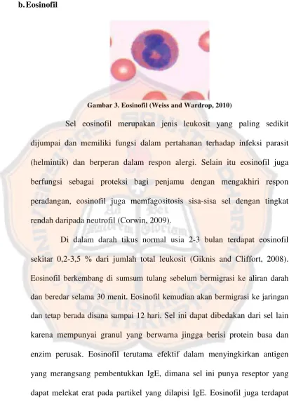 Gambar 3. Eosinofil (Weiss and Wardrop, 2010) 