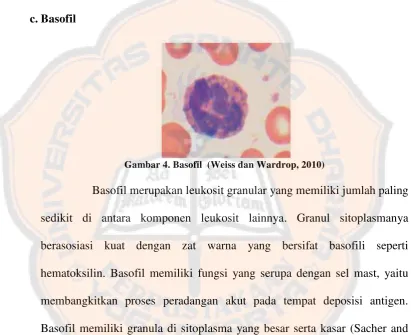 Gambar 4. Basofil  (Weiss dan Wardrop, 2010) 