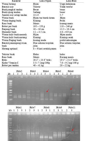 Tabel 1. Karakteristik morfologi pisang Kepok Loka Nipah dan  Loka Bule Karakter Loka Nipah Loka Bule 