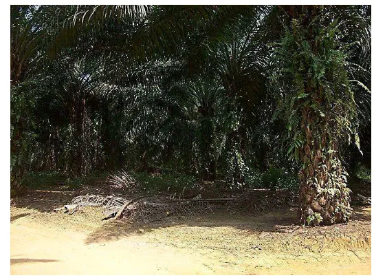 Gambar 2.2  Tumpukan tandan buah kosong di kebun kelapa sawit  