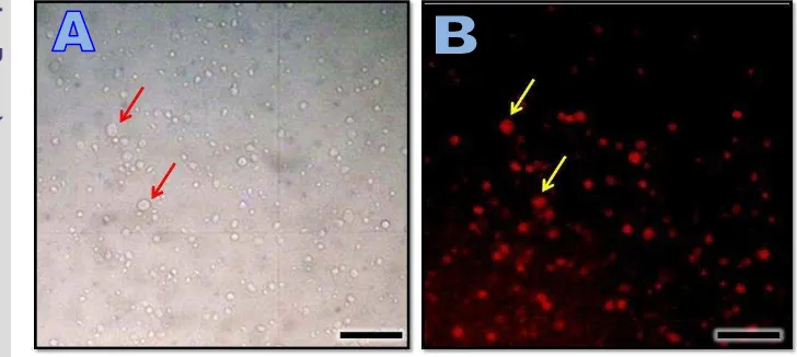 Gambar 1. Sel testikular ikan neon tetra setelah pewarnaan dengan PKH-26; A) 
