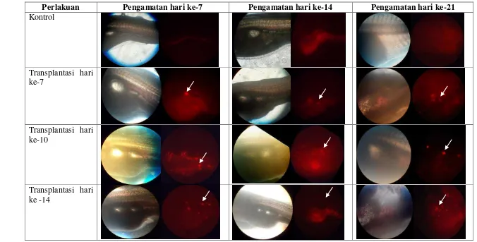 Tabel 3. Hasil pengamatan kolonisasi sel testikular ikan neon tetra menggunakan mikroskop fluoresens  