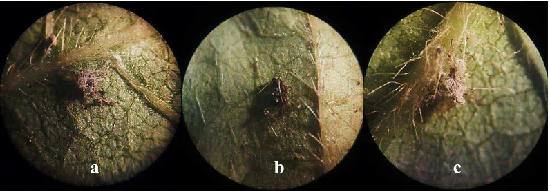 Gambar 3. A. glycines yang terinfeksi Jamur Entomopatogen ; L. Lecanii (a),           B