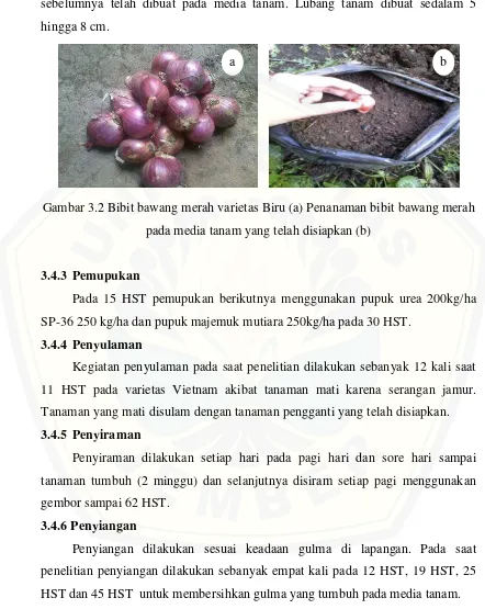 Gambar 3.2 Bibit bawang merah varietas Biru (a) Penanaman bibit bawang merah 