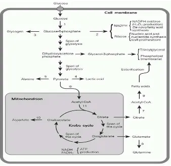 Gambar 2.2 Ringkasan Metabolisme Glukosa Pada Sel Mamalia. Glukosa 6- 