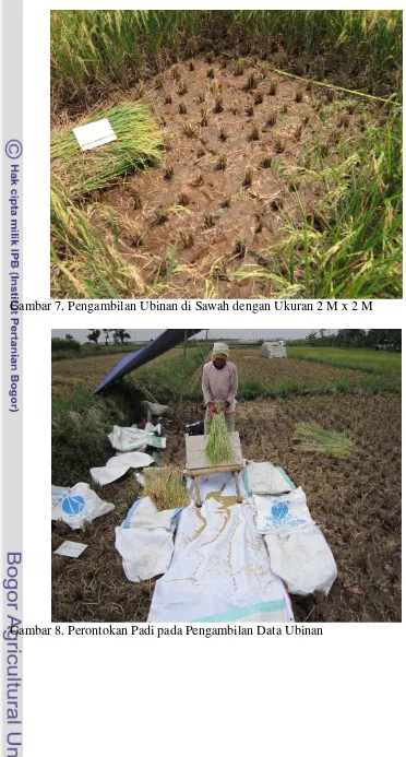 Gambar 7. Pengambilan Ubinan di Sawah dengan Ukuran 2 M x 2 M 