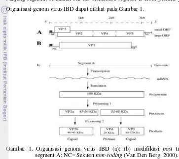 Gambar 1. Organisasi genom virus IBD (a); (b) modifikasi post translasi ORF 