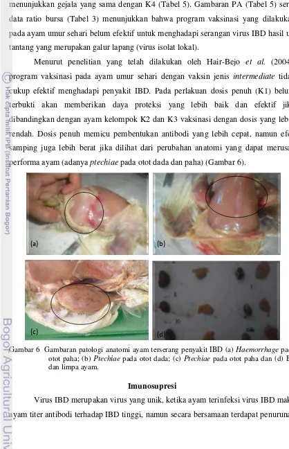Gambar 6  Gambaran patologi anatomi ayam terserang penyakit IBD (a) Haemorrhage pada 