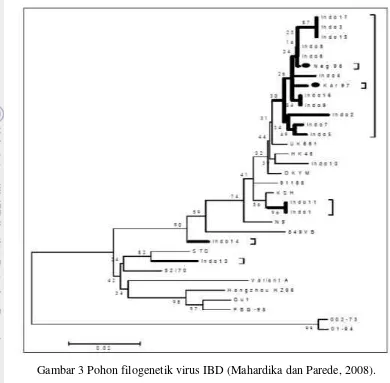 Gambar 3 Pohon filogenetik virus IBD (Mahardika dan Parede, 2008). 