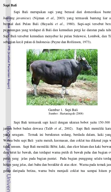 Gambar 1.  Sapi Bali  