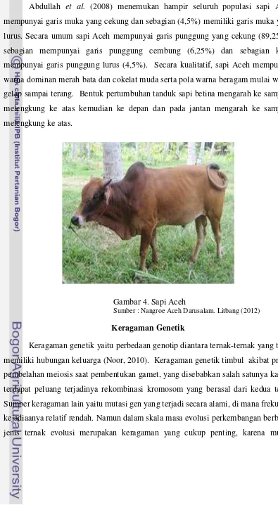 Gambar 4. Sapi Aceh 