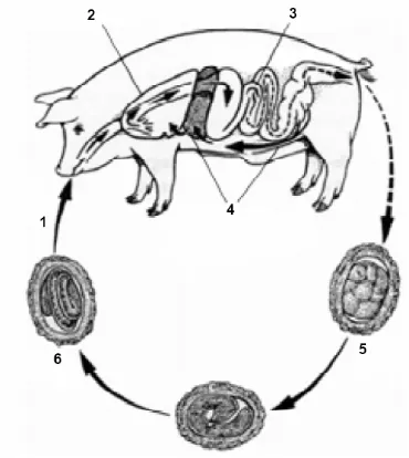 Gambar 2. Daur hidup cacing Ascaris suum Goeze (Loreille dan  Bouchet, 2003). 