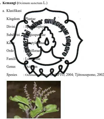 Gambar 2.1 Kemangi (Ocimum sanctum L.) 