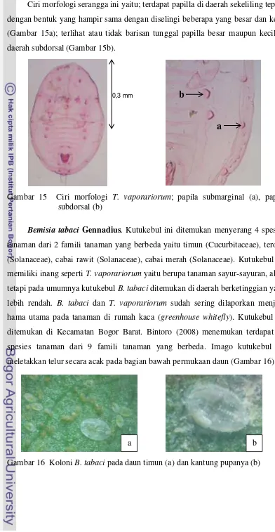 Gambar 15  Ciri morfologi T. vaporariorum; papila submarginal (a), papila 