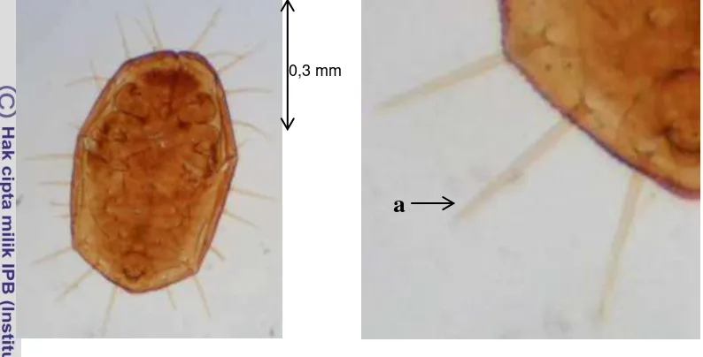 Gambar 19  Ciri morfologi A. spiniferus adanya 11 pasang duri submarginal 