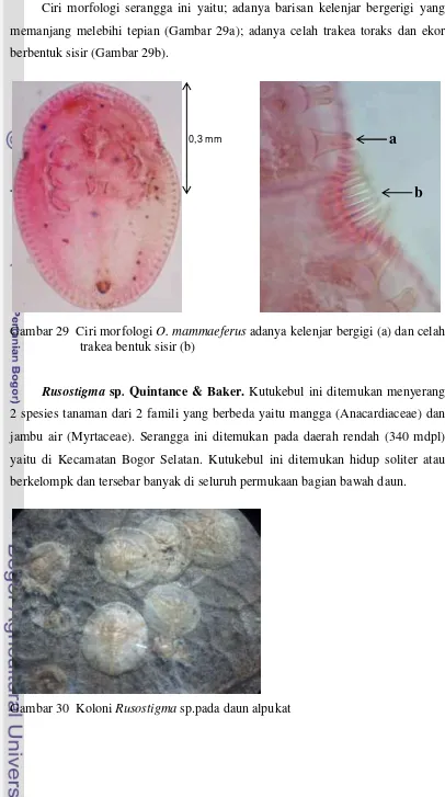 Gambar 29  Ciri morfologi O. mammaeferus adanya kelenjar bergigi (a) dan celah 